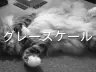 グレースケール