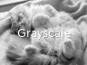 Grayscale
