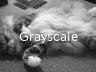 Grayscale