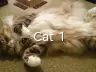 Cat 1