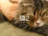 猫2