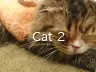 Cat 2