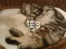 猫3
