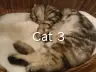 Cat 3
