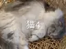 猫4