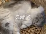 Cat 4