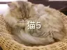 猫5