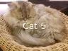 Cat 5