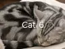Cat 6
