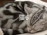 猫6
