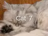 Cat 7