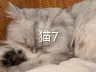 猫7