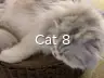 Cat 8