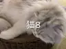 猫8