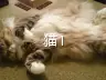 猫1