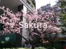 Sakura