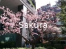 bg_type_sakura.webp