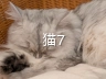bg_type_cat7.webp