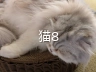 bg_type_cat8.webp